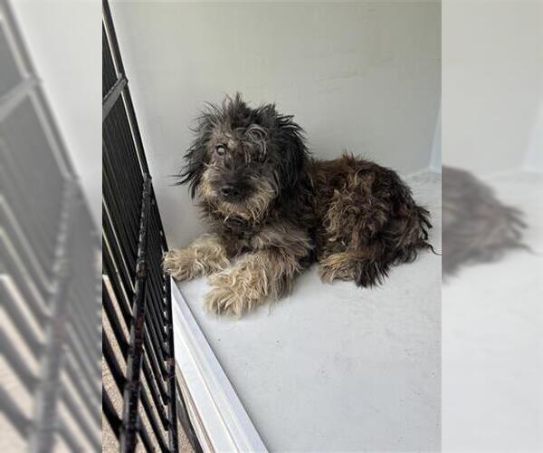 Medium Photo #1 Miniature Schnauzer-Poodle (Toy) Mix Puppy For Sale in Houston, TX, USA