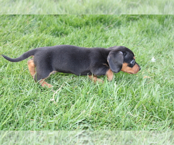 Medium Photo #16 Dachshund Puppy For Sale in BLOOMINGTON, IN, USA