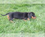 Small Photo #16 Dachshund Puppy For Sale in BLOOMINGTON, IN, USA