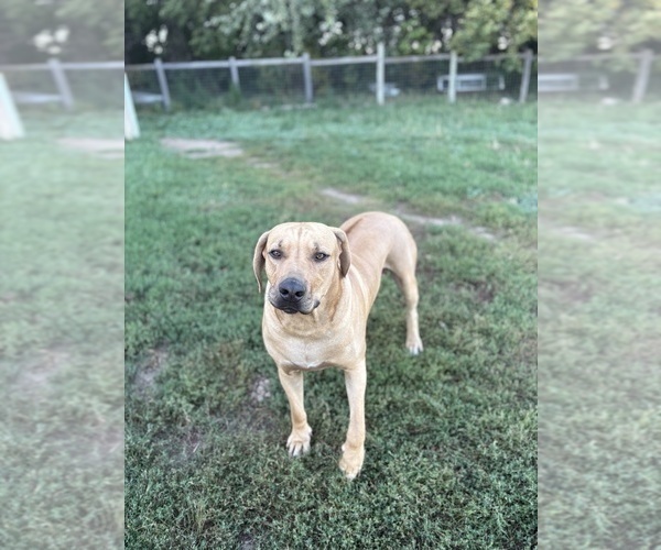 Medium Photo #4 Rhodesian Ridgeback Puppy For Sale in GARRETSON, SD, USA