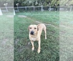 Small #3 Rhodesian Ridgeback