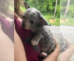 Small Photo #22 French Bullhuahua Puppy For Sale in SPRAGGS, PA, USA