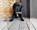 Small #1 Miniature Labradoodle