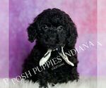 Small Photo #89 Poodle (Miniature) Puppy For Sale in WARSAW, IN, USA
