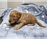 Small #4 Goldendoodle