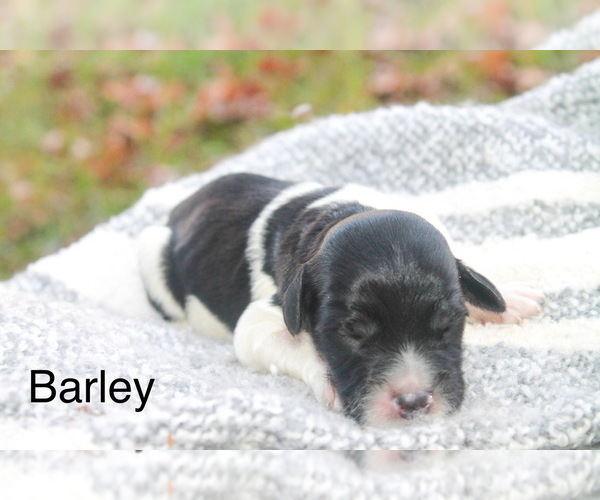 Medium Photo #6 Goldendoodle Puppy For Sale in MIDDLESEX, NC, USA