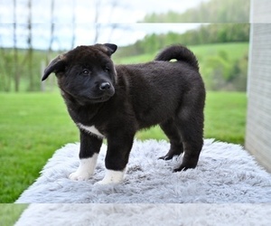 Akita Puppy for sale in MILLERSBURG, OH, USA