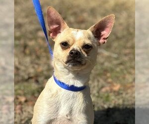 Chihuahua-Unknown Mix Dogs for adoption in Yardley, PA, USA