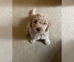Small Photo #8 Goldendoodle (Miniature) Puppy For Sale in GRESHAM, OR, USA