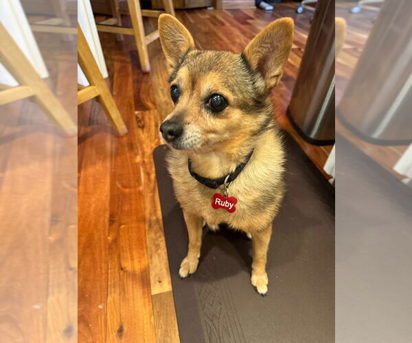 Medium Photo #3 Chiranian Puppy For Sale in Minneapolis, MN, USA