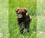 Small Photo #17 German Shepherd Dog Puppy For Sale in BEAVER FALLS, PA, USA