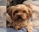 Small Photo #1 Yorkshire Terrier Puppy For Sale in SALEM, OR, USA