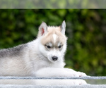 Small Photo #4 Siberian Husky Puppy For Sale in Dnipro, Dnipro, Ukraine