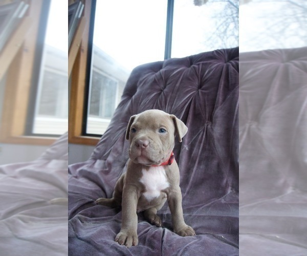 Medium Photo #3 American Pit Bull Terrier Puppy For Sale in ORANGE, NJ, USA