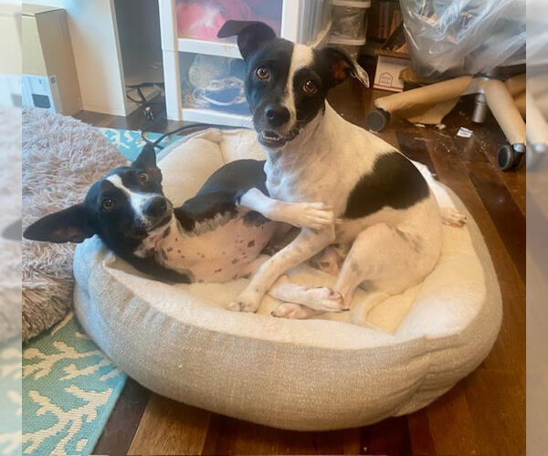 Medium Photo #5 Jack-Rat Terrier Puppy For Sale in Newport Beach, CA, USA