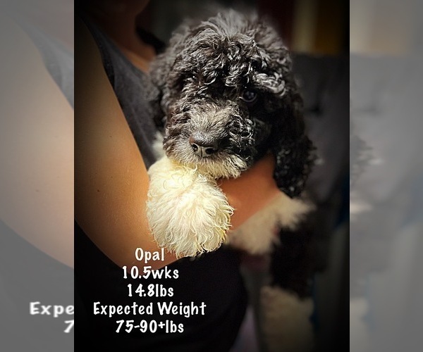 Medium Photo #2 Saint Berdoodle Puppy For Sale in CONNEAUT, OH, USA