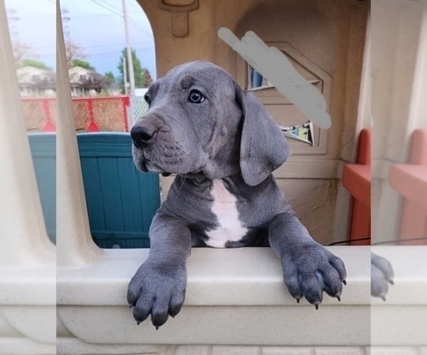 Medium Photo #28 Great Dane Puppy For Sale in OGDEN, UT, USA