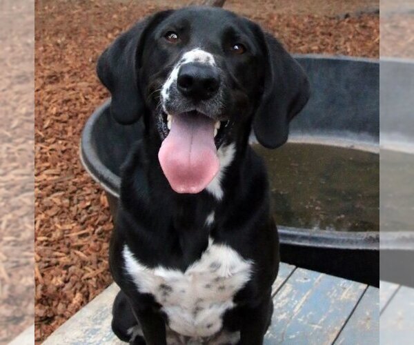Medium Photo #4 Plott Hound-Unknown Mix Puppy For Sale in Sequim, WA, USA
