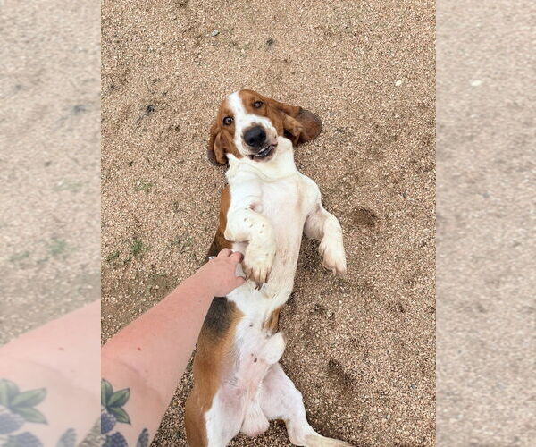 Medium Photo #2 Basset Hound Puppy For Sale in Oak Bluffs, MA, USA