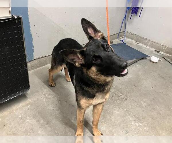 Medium Photo #1 German Shepherd Dog Puppy For Sale in Camarillo, CA, USA