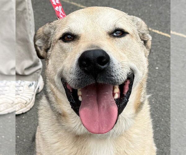 Medium Photo #29 Anatolian Shepherd-Unknown Mix Puppy For Sale in Canton, CT, USA