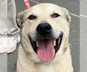 Cash - Male Anatolian Shepherd-Unknown Mix Dog for Adoption - Photo #29