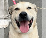 Small Photo #29 Anatolian Shepherd-Unknown Mix Puppy For Sale in Canton, CT, USA