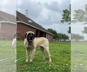 Mastiff Puppy for sale in ROSHARON, TX, USA