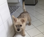 Small #6 Cairn Terrier