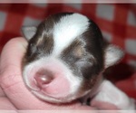 Small Photo #19 Miniature Australian Shepherd Puppy For Sale in ADAIR VILLAGE, OR, USA