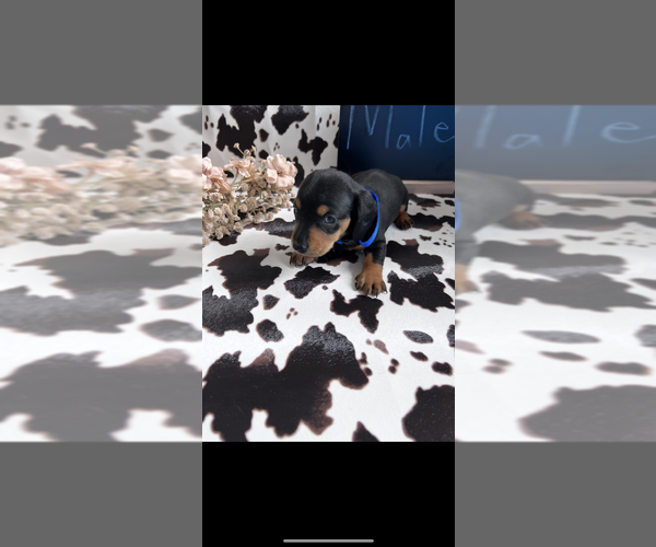 Medium Photo #3 Dachshund Puppy For Sale in WICHITA, KS, USA