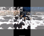 Small #2 Dachshund