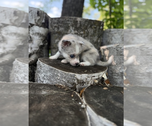 Medium Photo #16 Alaskan Klee Kai-Pomsky Mix Puppy For Sale in STAPLES, MN, USA