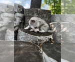 Small #15 Alaskan Klee Kai-Pomsky Mix