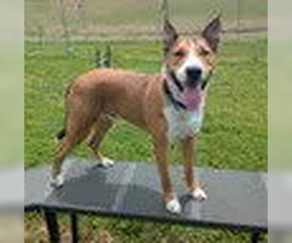 Medium Photo #1 Collie-Unknown Mix Puppy For Sale in Bristol, CT, USA
