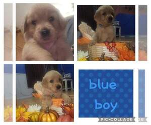 Golden Retriever Puppy for Sale in HARRIMAN, Tennessee USA