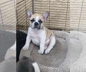 French Bulldog Puppy for sale in MORENO VALLEY, CA, USA