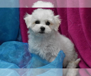 Coton de Tulear-Poodle (Toy) Mix Puppy for sale in ELDORADO, OH, USA