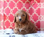 Small Photo #2 Goldendoodle Puppy For Sale in GAP, PA, USA