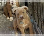 Small #3 Boxer