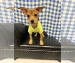 Small #4 Dachshund Mix