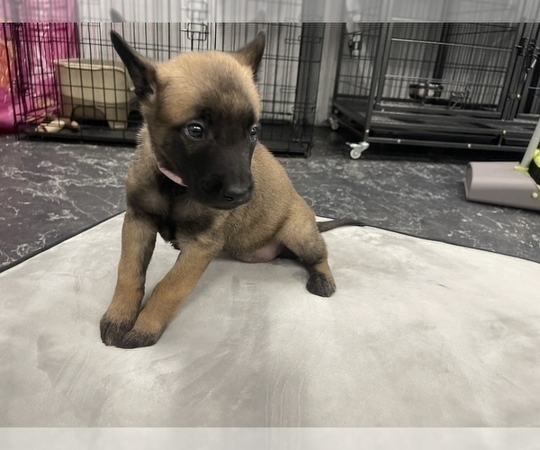 Medium Photo #133 Belgian Malinois Puppy For Sale in REESEVILLE, WI, USA