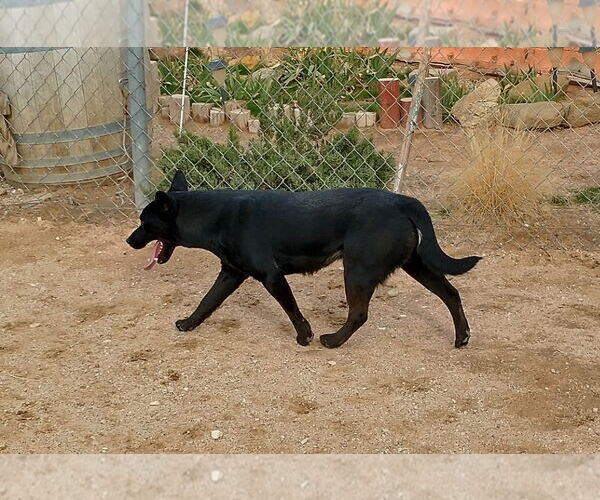 Medium Photo #12 Labrador Retriever Puppy For Sale in Apple Valley, CA, USA