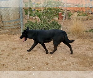 Love - Female Labrador Retriever Dog for Adoption - Photo #12