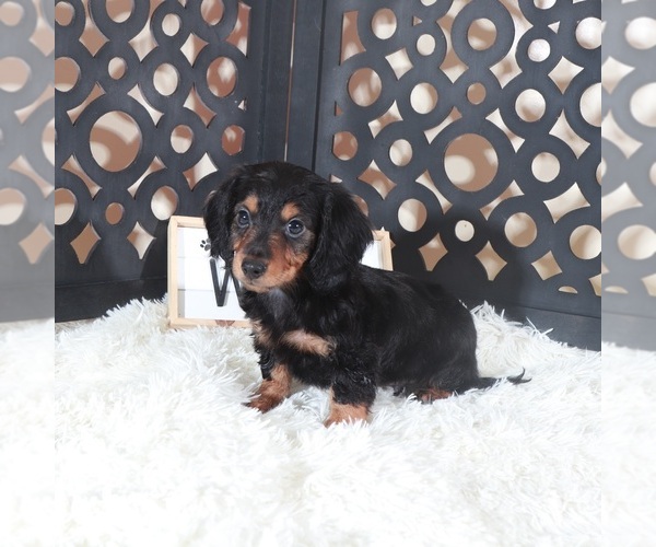 Medium Photo #3 Dachshund Puppy For Sale in MOUNT VERNON, OH, USA