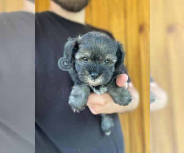 Medium Photo #9 Schnauzer (Miniature) Puppy For Sale in SPENCER, TN, USA