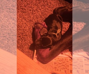 Medium Doberman Pinscher