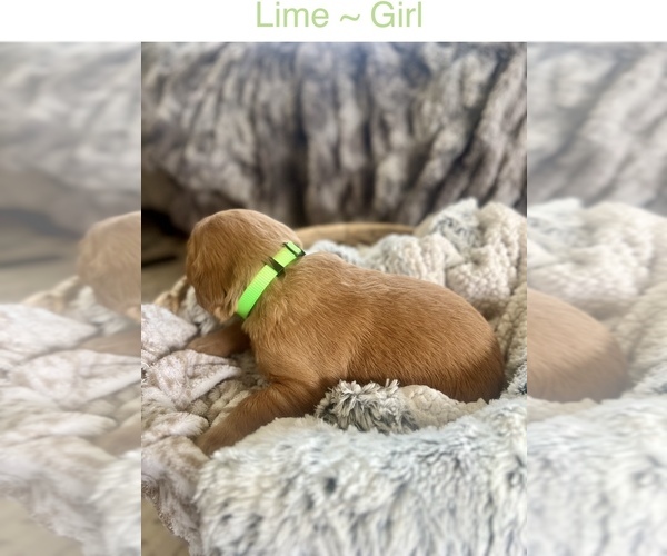 Medium Photo #6 Golden Retriever Puppy For Sale in SAINT GEORGE, UT, USA