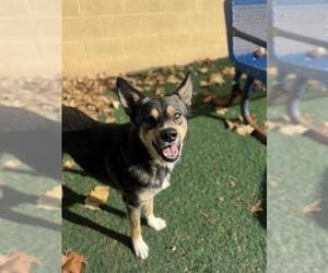 Siberian Husky-Unknown Mix Dogs for adoption in Chula Vista, CA, USA