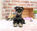 Small #2 Schnauzer (Miniature)